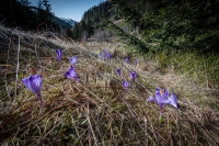 Zobrazit fotografii Hledn novch lokalit III